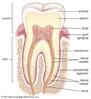 Cross-section diagram of a tooth